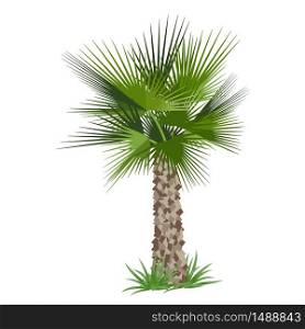 Tropical palm tree isolated on white background. Vector illustration. Tropical palm tree. Vector illustration