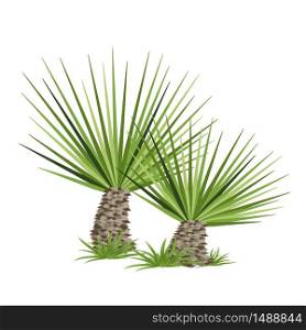Tropical palm tree isolated on white background. Vector illustration. Tropical palm tree. Vector illustration