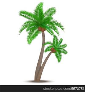 Tropical palm tree with coconuts symbol isolated vector illustration