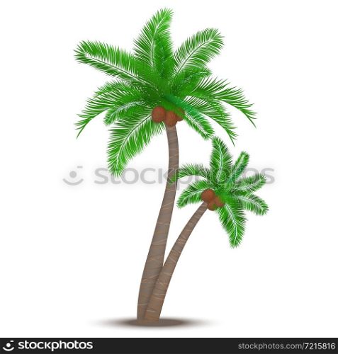 Tropical palm tree with coconuts symbol isolated vector illustration