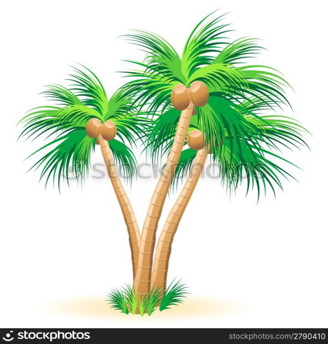 Tropical palm trees illustration on a white background