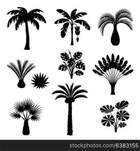 Tropical palm trees set. Exotic tropical plants Illustration of jungle nature. Tropical palm trees set. Exotic tropical plants Illustration of jungle nature.