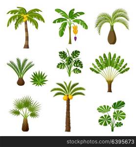 Tropical palm trees set. Exotic tropical plants Illustration of jungle nature. Tropical palm trees set. Exotic tropical plants Illustration of jungle nature.