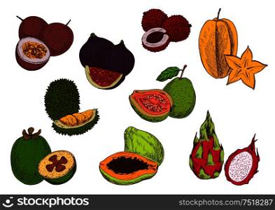 Tropical papaya, star fruit, feijoa, dragon fruit, guava, passion fruit, lychee, fig and durian fruits sketches. Fresh exotic fruits for cocktail menu or greengrocery market design. Fresh tropical fruits sketch icons