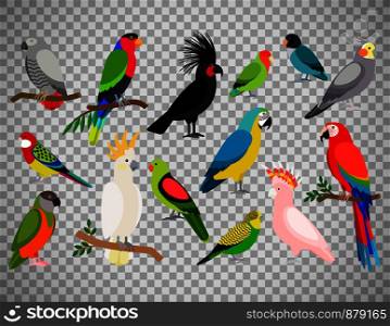 Tropical parrot set with colored feathers and wings. Vector cartoon parrots isolated on transparent background. Tropical parrot set on transparent background