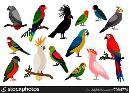 Tropical parrot set with colored feathers and wings. Vector cartoon parrots isolated on white background. Tropical parrot set