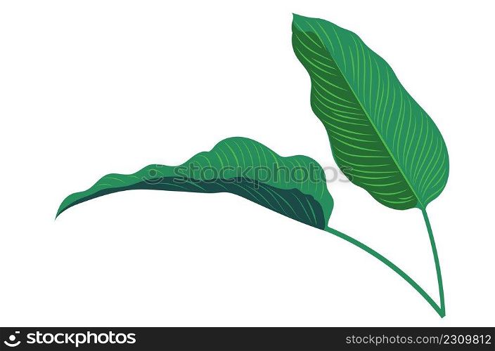 Tropical plant calathea leaves green leaves illustration.