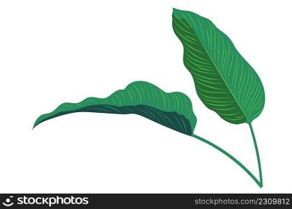 Tropical plant calathea leaves green leaves illustration.