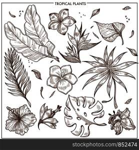 Tropical plants and exotic flowers sketch vector botanical icons collection. Isolated set of tropic banana palm leaf and monstera plant or hibiscus and orchid or plumeria blossom, summer jungle plants. Tropical plants and exotic flowers sketch vector isolated icons set collection
