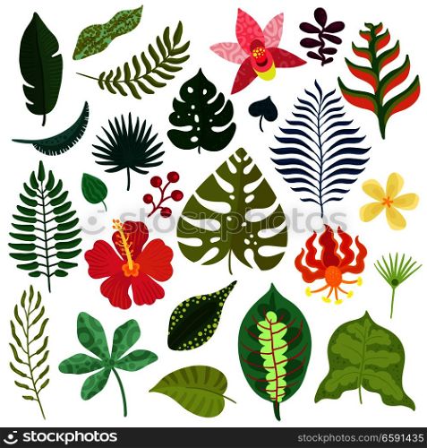 Tropical plants decorative elements collection with monstera leaves hibiscus orchids heliconia flowers fern fronds isolated vector illustration . Tropical Plants Elements Set