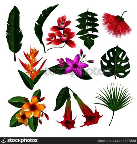 Tropical plants hawaii flowers leaves and branches. Vector illustration isolate on white background. Color blossom flower and green flower plants. Tropical plants hawaii flowers leaves and branches. Vector illustration isolate on white background