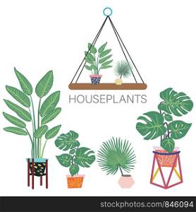 Tropical plants in pots. Houseplants decor. Tropical leaves on background. Postcard, banner, app design. . Tropical plants on pots. Houseplants decor.