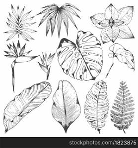 Tropical plants. Set of vector illustrations with tropical branches. Hand drawing for design and surface design, packaging and wrapping paper, wallpaper, covers, creating patterns. Tropical plants. Set of vector illustrations with tropical branches. Hand drawing for design