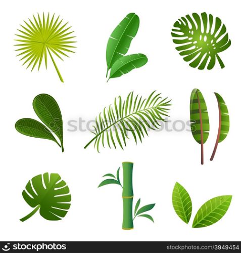 Tropical plants set. Vector illustration of green leaves of Strelitzia, banana, monstera, frangipani, bamboo and other tropical plants