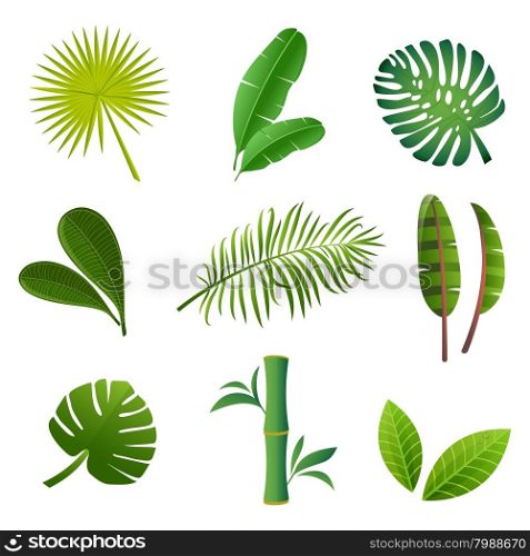 Tropical plants set. Vector illustration of green leaves. Tropical plants set. Vector illustration of green leaves.