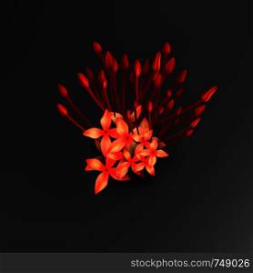 Tropical red ixora flowers on dark black background vector illustration. Beautiful botanical isolated element design, tropic jungle rainforest plant with scarlet buds, exotic flora.. Tropical red ixora flowers on black background