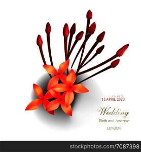 Tropical red ixora flowers on white background vector illustration Beautiful botanical isolated element design, tropic jungle rainforest plant with scarlet buds, exotic flora frame, golden inscription. Tropical red ixora flowers on white background