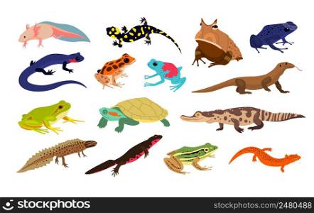 Tropical reptiles. Exotic animals, jungle wildlife or terrarium inhabitant, different types amphibians, toads, turtles and crocodiles, colorful frogs and lizards, rainforest nature vector isolated set. Tropical reptiles. Exotic animals, jungle wildlife or terrarium inhabitant, different types amphibians, toads, turtles and crocodiles, colorful frogs and lizards, rainforest nature vector set