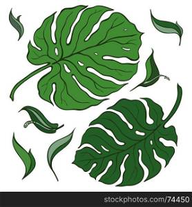 Tropical Set. Palm leaves. Hand drawn vector illustration on White background. Tropical Set, palm leaves.