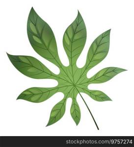 Tropical tree leaf. Green exotic plant foliage isolated on white background. Tropical tree leaf. Green papaya plant foliage