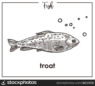 Trout sketch fish icon. Vector isolated salmon seatrout or char species fish sketch for fishing, seafood fishery products market or shop and zoology fauna design. Trout sketch fish vector icon of salmon