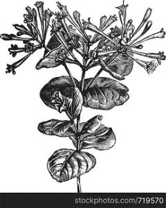 Trumpet Honeysuckle or Lonicera sempervirens, vintage engraving. Old engraved illustration of a Trumpet Honeysuckle plant showing flowers.