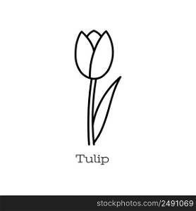 Tulip flower. Doodle vector hand drawn line sketch. Floral illustration for coloring book.. Tulip flower. Doodle vector hand drawn line sketch. Floral illustration for coloring book