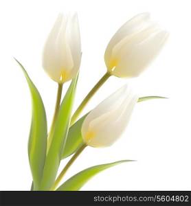 Tulip flower isolated over white. Vector illustration.