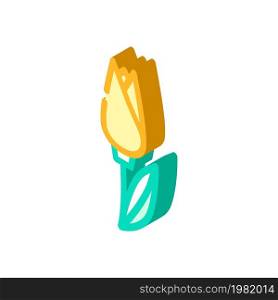 tulip flower isometric icon vector. tulip flower sign. isolated symbol illustration. tulip flower isometric icon vector illustration