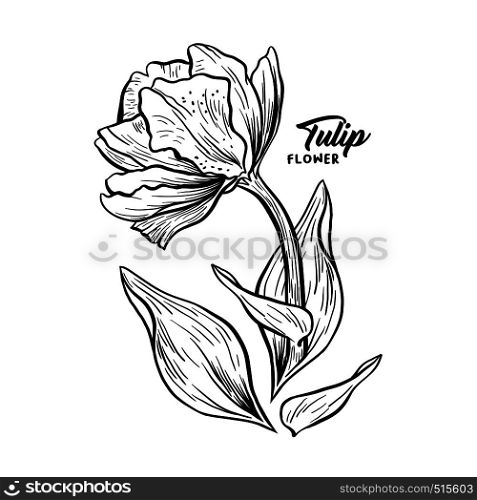 Tulip hand drawn vector illustration. Linear blossom ink pen sketch. Black and white blooming clipart. Realistic wildflower freehand drawing. Isolated monochrome floral, botanical design elemen. Tulip hand drawn ink pen illustration sketch