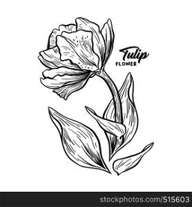 Tulip hand drawn vector illustration. Linear blossom ink pen sketch. Black and white blooming clipart. Realistic wildflower freehand drawing. Isolated monochrome floral, botanical design elemen. Tulip hand drawn ink pen illustration sketch
