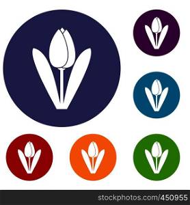 Tulip icons set in flat circle reb, blue and green color for web. Tulip icons set
