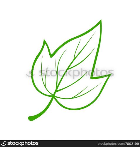 Tulip poplar leaf isolated organic logo. Vector Liriodendron tulipifera outline ecological plant. Green poplar leaf isolated eco element