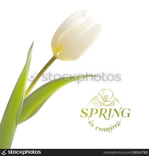 Tulip spring flowers bouquet for your card design. Vector illustration.