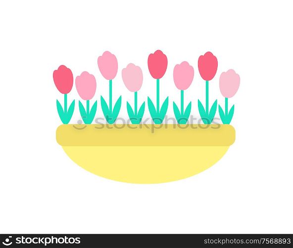 Tulips grown in clay pot vector isolated icon. Spring pink and red color flowers with green stems and leaves, growing in ground or sand, springtime decorative elements. Tulips Grown in Clay Pot Vector Spring Flowers