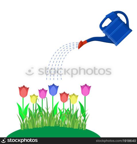 tulips with watering can and water drops, Isolated On White. Vector illustration in flat style. Young plant with watering can