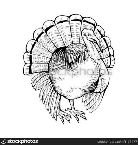Turkey hand drawn vector illustration. Poultry farm animal. Gobbler, domestic bird, fowl ink pen sketch drawing. Rural wildlife, farming monochrome outline symbol isolated on white background. Turkey coloring book vector illustration