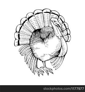 Turkey hand drawn vector illustration. Poultry farm animal. Gobbler, domestic bird, fowl ink pen sketch drawing. Rural wildlife, farming monochrome outline symbol isolated on white background. Turkey coloring book vector illustration