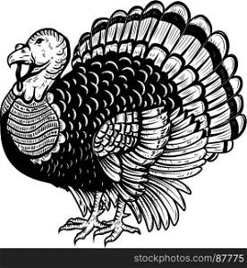 Turkey illustration isolated on white background. Thanksgiving theme. Design element for poster, card, banner. Vector illustration