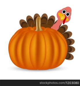 Turkey on Thanksgiving Day looks out from behind a pumpkin. Symbols Thanksgiving holiday, vector illustration. Turkey on Thanksgiving Day