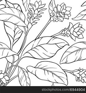 turmeric seamless pattern. turmeric plant seamless pattern on white background