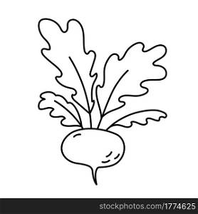Turnip. Vegetable sketch. Thin simple outline icon. Black contour line vector. Doodle hand drawn illustration