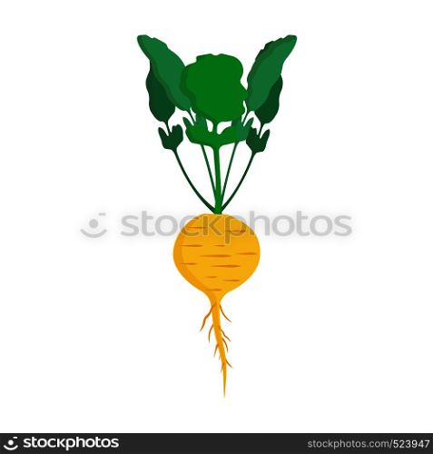 Turnip yellow healthy vegetarian vegetables vector icon. Salad raw leaf harvest farm cooking food. Garden isolated ingredient