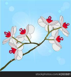 twig blossoming orchids on a background