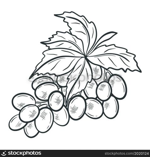 Twig grapes with leaf, isolated object. Handmade sketch grape. Hand drawn engraving vintage berries, vector illustration. Twig grapes with leaf isolated object