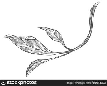 Twig of branches or shrubs, isolated icon of tender leaf, botanic biodiversity. Forest or woods, botany and spring blooming. Exotic flora and sapling. Monochrome sketch outline. Vector in flat style. Branch of bush or plant, shrubs with leaves vector