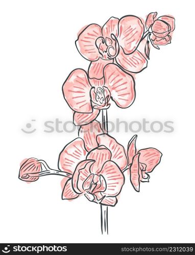 Twig orchid flowers hand engraved and watercolor. Sketch buds and blooming flowers on branch. Hand drawn tropical flowers isolated vector illustration. Twig orchid flowers hand engraved and watercolor