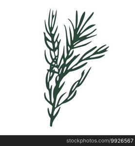 Twig rosemary isolated on white background. Sketch botanical hand drawn. Doodle vector illustration.. Twig rosemary isolated on white background. Sketch botanical hand drawn.