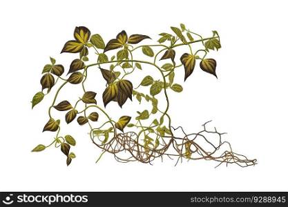 Twisted jungle vines tropical rainforest liana plant. Vector illustration desing.