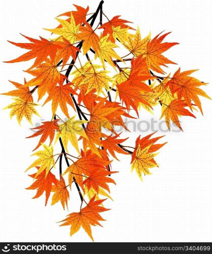 Twisted row of autumn maples leaves. Vector illustration.